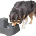 PetSafe Pet Fountain 7.5 l | GP’s Pet Palace, Portage la Prairie