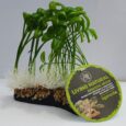 komodo plant artificial for terrariums & aquariums